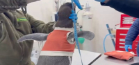 En Chile, los pingüinos heridos usan chalecos de cobre para ayudarlos a sanar.