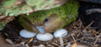 El loro kakapo de Nueva Zelanda podría tener una temporada récord de reproducción