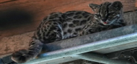 Un pequeño felino salvaje, recientemente identificado como especie, atrae a visitantes curiosos en Bolivia.