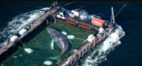 Timmy, la ballena jorobada atrapada en Alemania, es sacada en una barcaza rumbo al mar del Norte