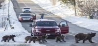 Miembro de una querida familia de osos pardos fue atropellado y asesinado en el Parque Nacional Grand Teton de Wyoming