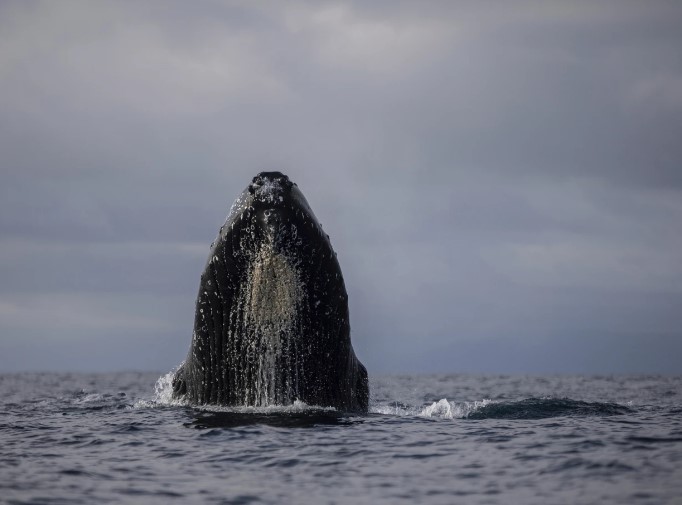 Ballenas