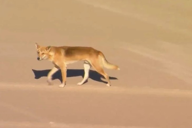 Mujer Atacada perros