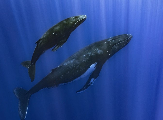 Ballenas