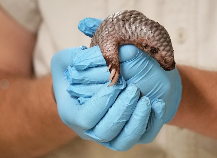 Pangolin Chino