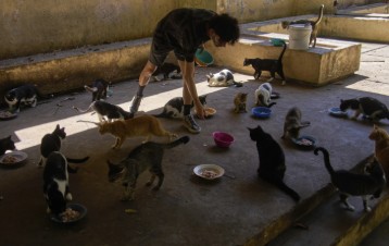 Alimentar animales