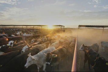 Ganaderos mexicanos