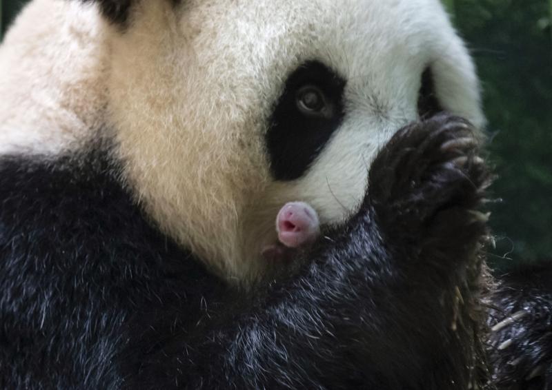 panda