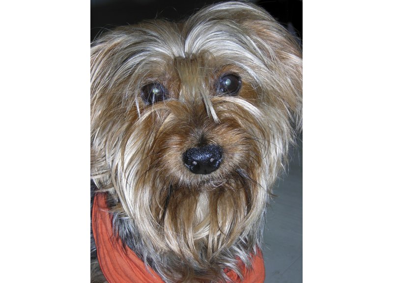 Yorkshire Terrier