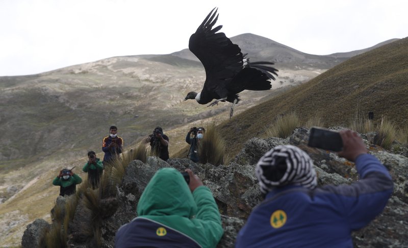 liberan2condores