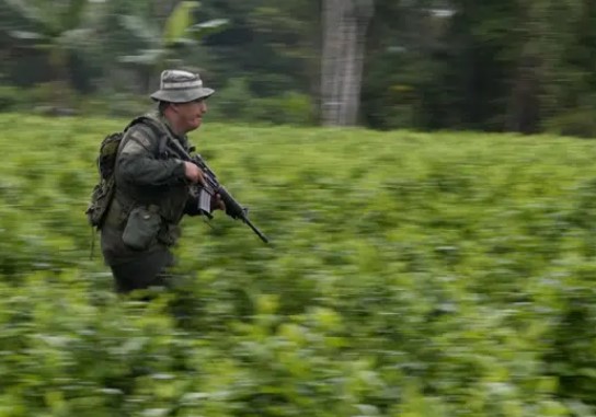 Colombia hoja coca